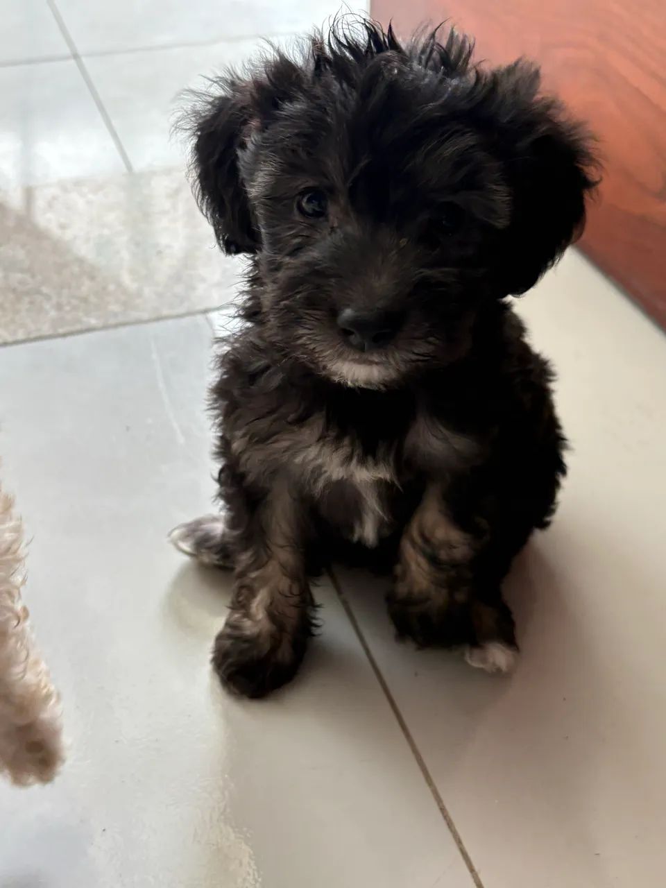 Vendo poodle  - Foto 2