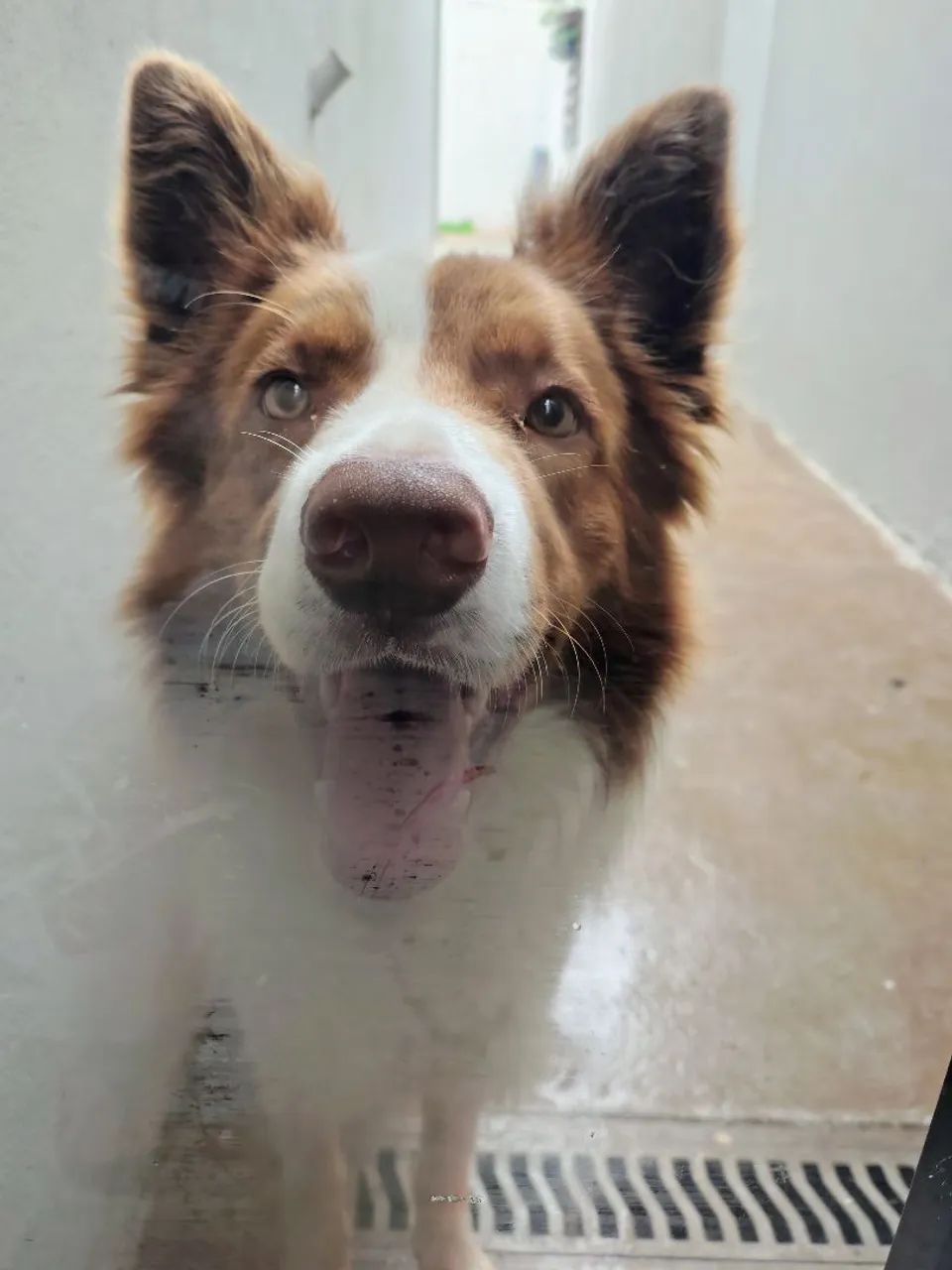Border collie de aproximadamente 2 anos 