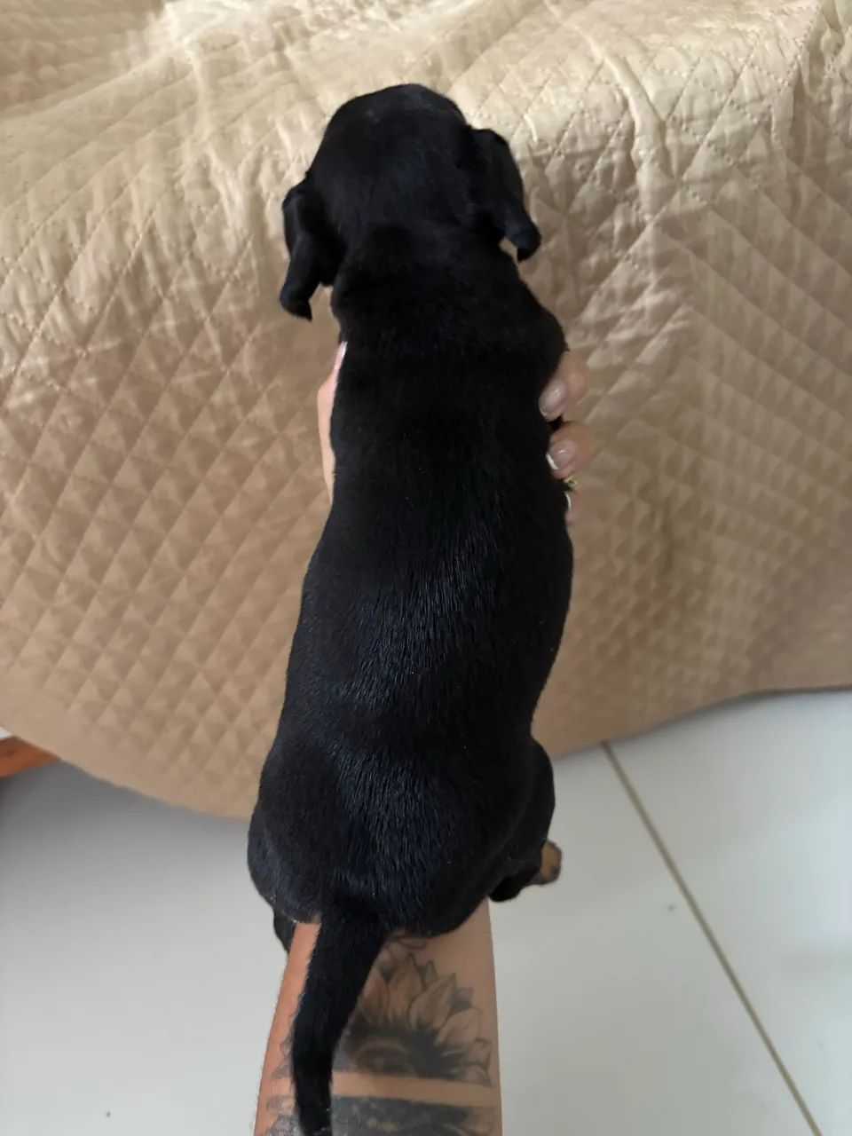 Dachshund Salsichinha fêmea  - Foto 2