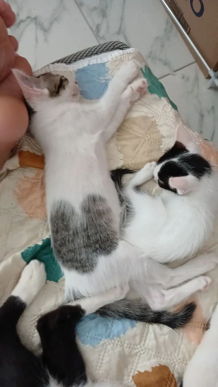 2 gatinhos machos - 3 messes - Foto 4