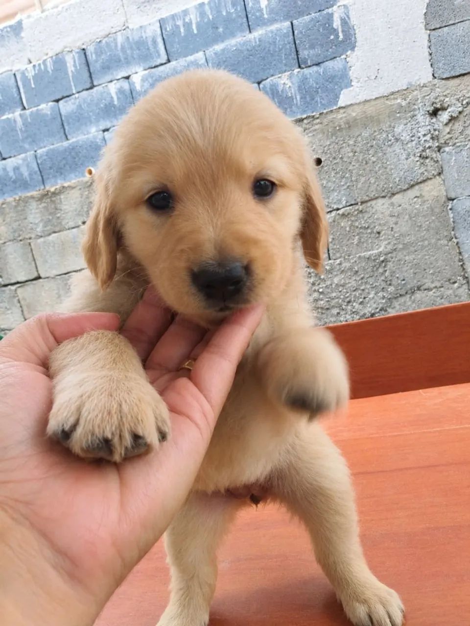 Golden Retriever  - Foto 4