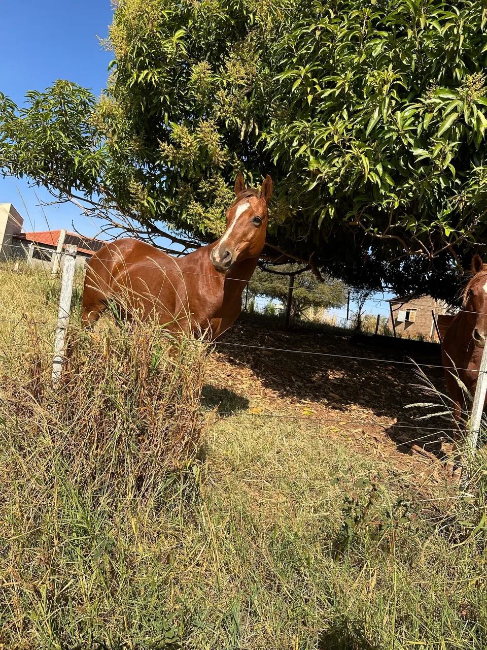 Cavalo Quarto de Milha - Foto 3
