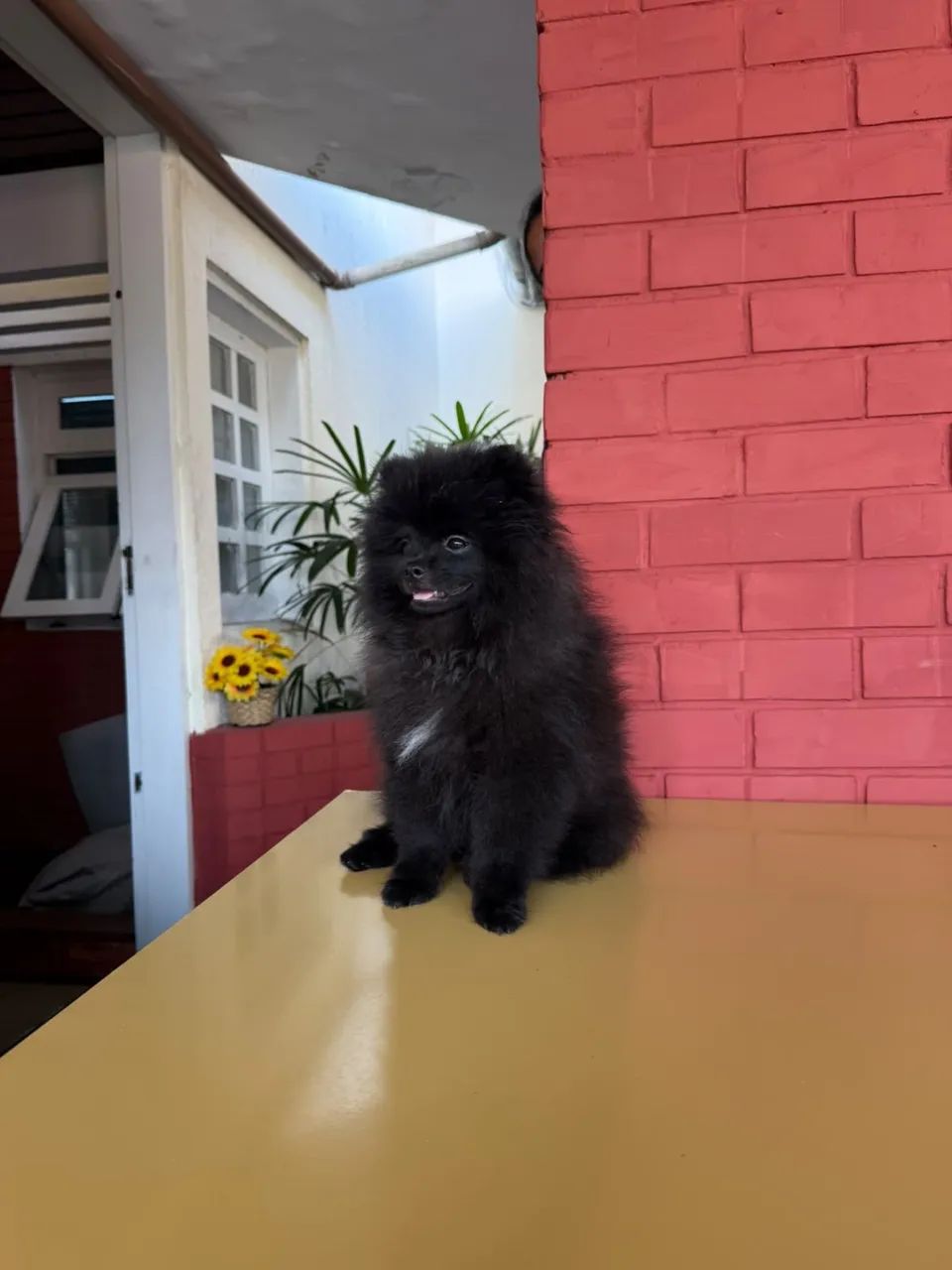 SPITZ ALEMÃO URSINHO  - Foto 3
