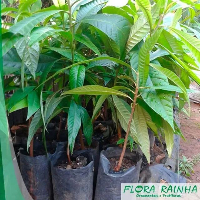 mudas  da fruta mamey a pronta entrega produz precoce  - Foto 2