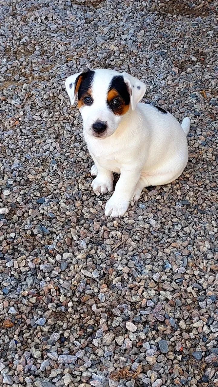 Jack Russel Terrier  - Foto 2