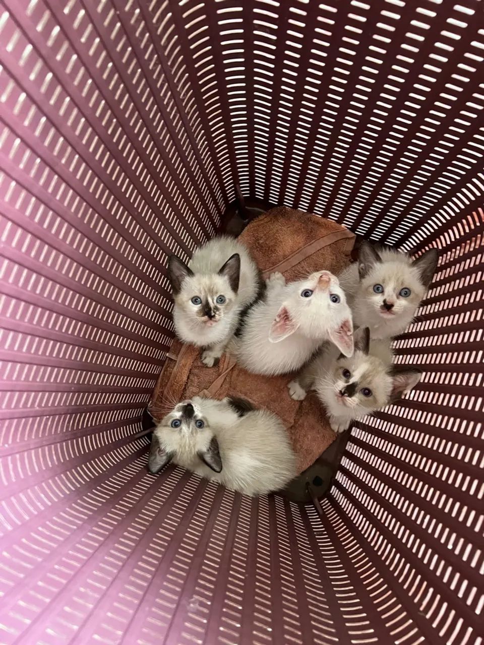 Adoção responsável - Foto 6