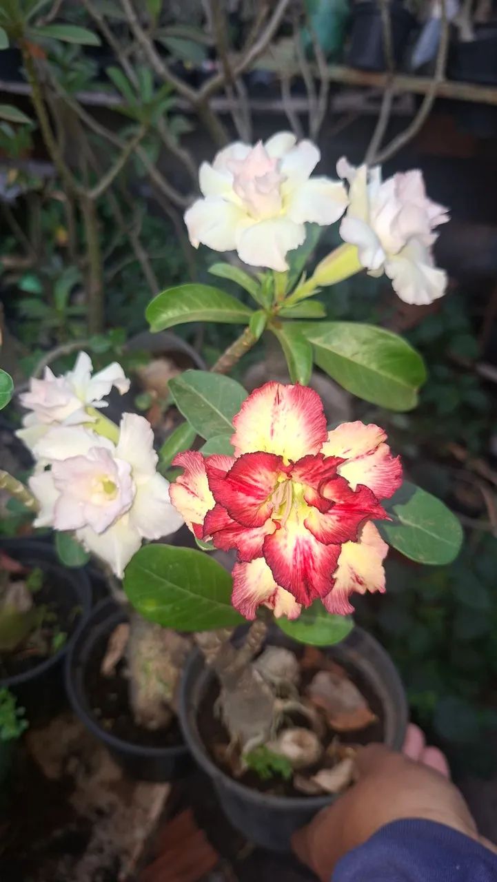 Rosas do deserto  - Foto 2