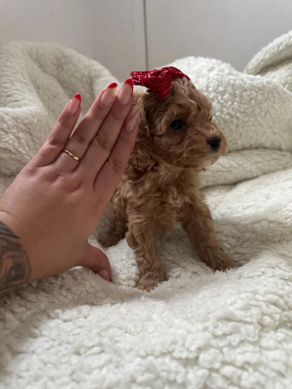 Poodle Toy filhote com contrato e garantia - Foto 2