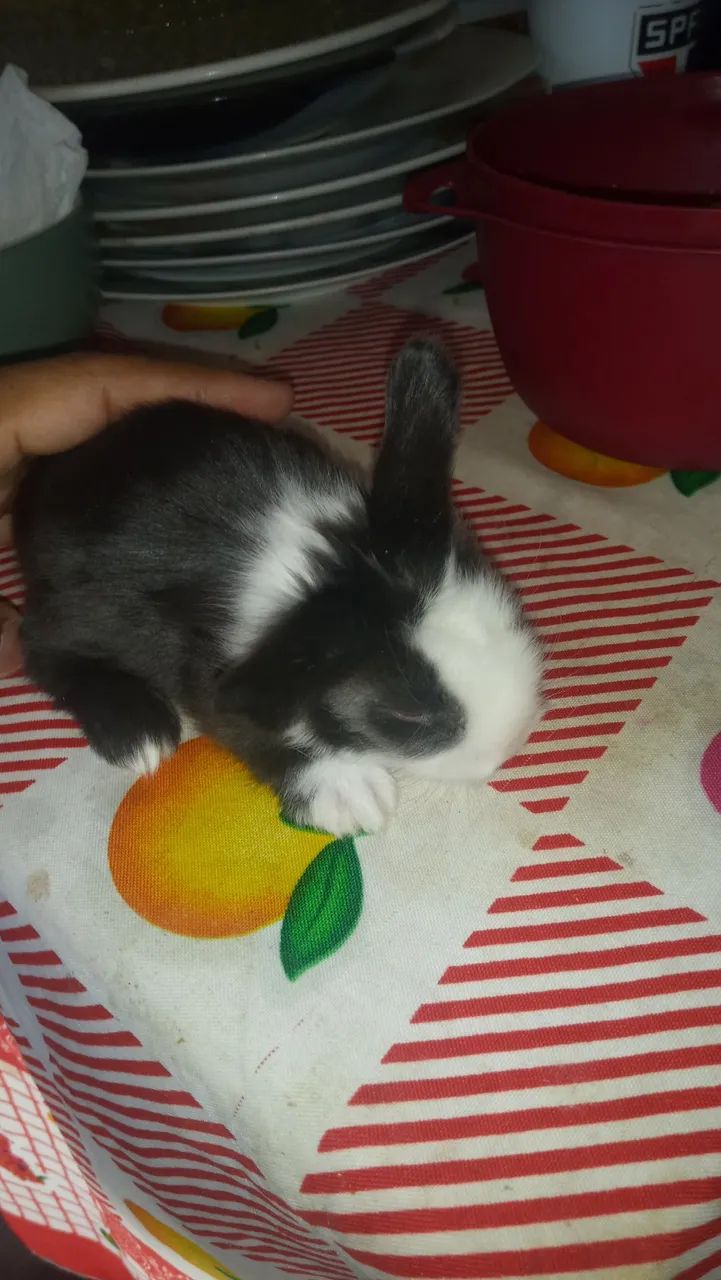 Coelhinho - Foto 3