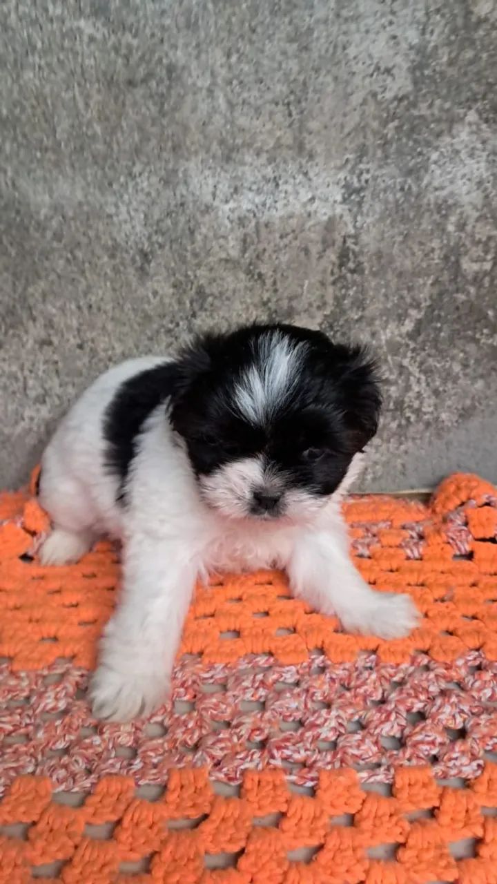 O Tipo de Filhote Que Faz as Visitas Virarem Fãs shih tzu - Foto 2