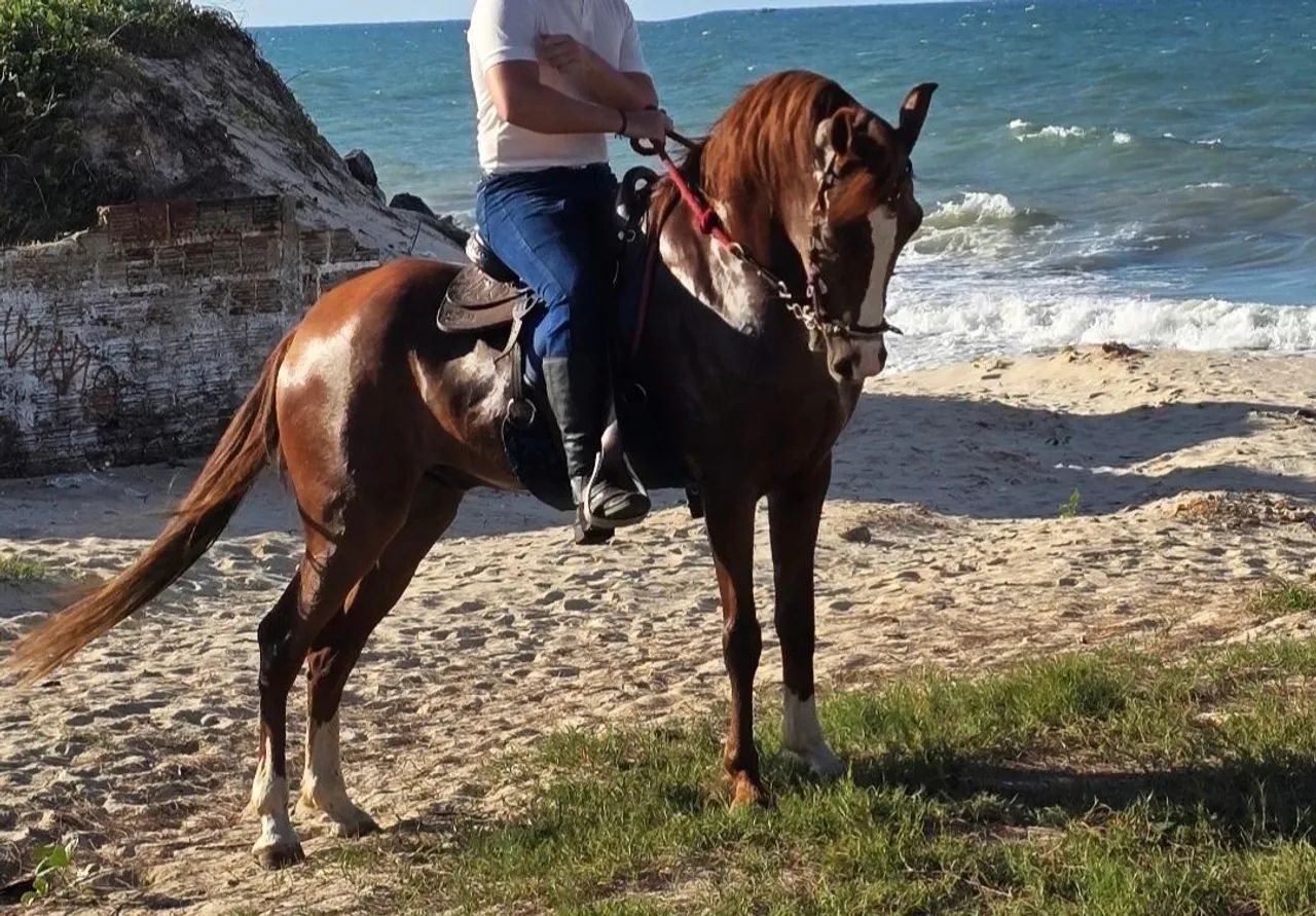 Cavalo machador a venda 
