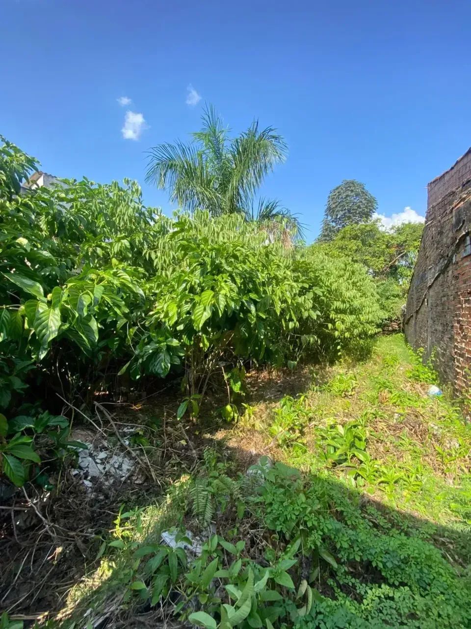 Terreno em São Brás-263m² - Foto 3