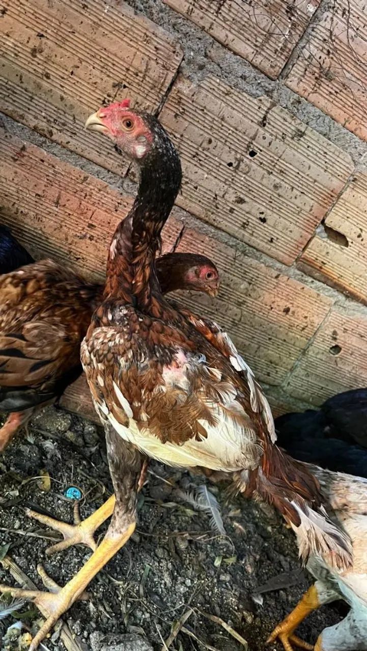 Frango índio puro iodo... - Foto 2