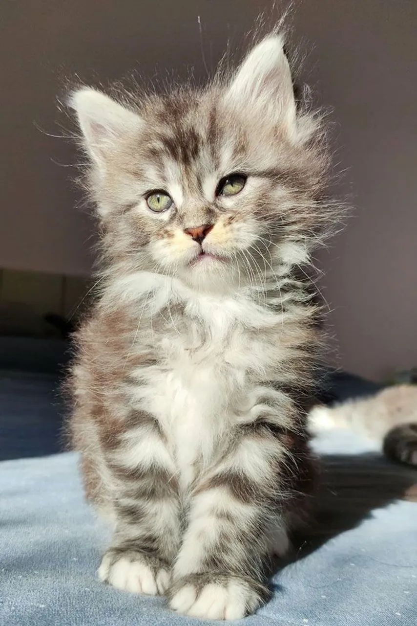 Maine coon - Foto 2