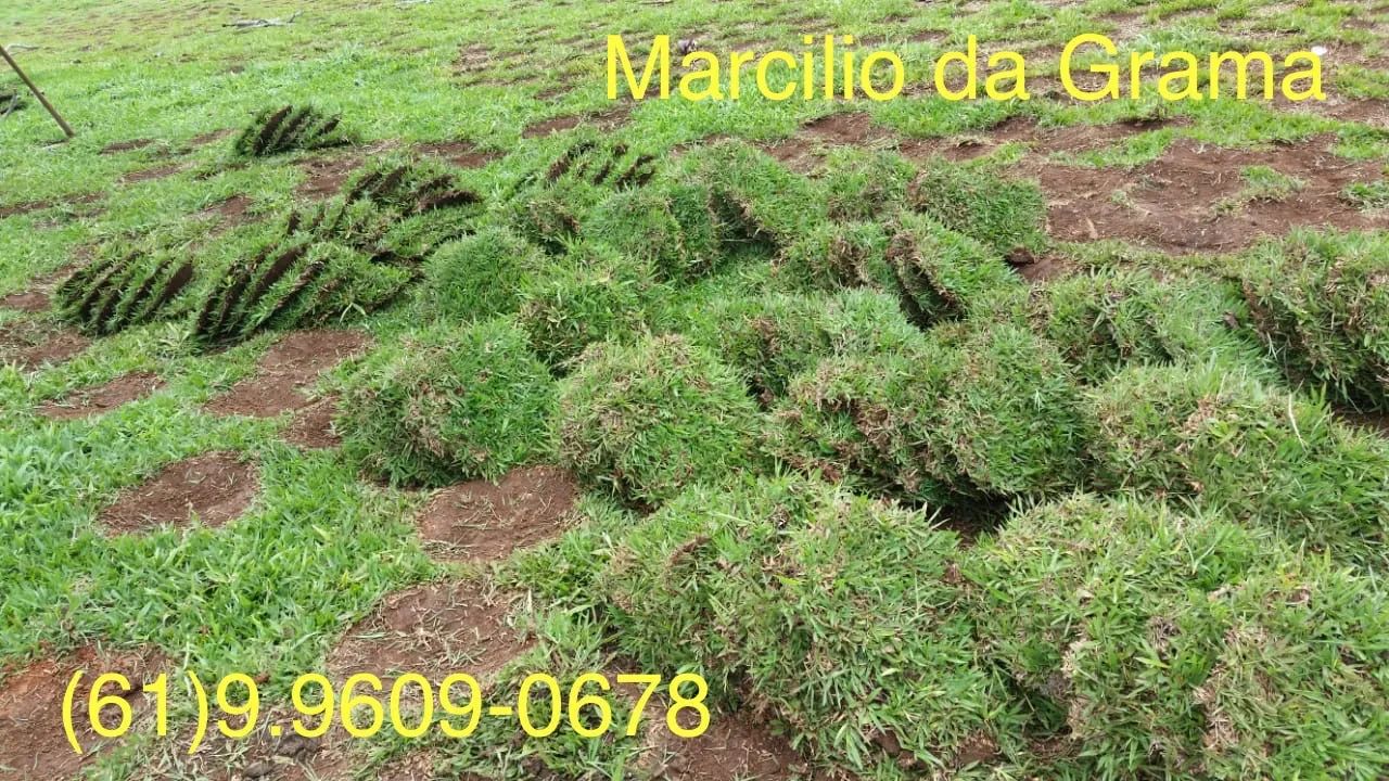 Grama Batatais - Direto do Produtor  - Foto 5