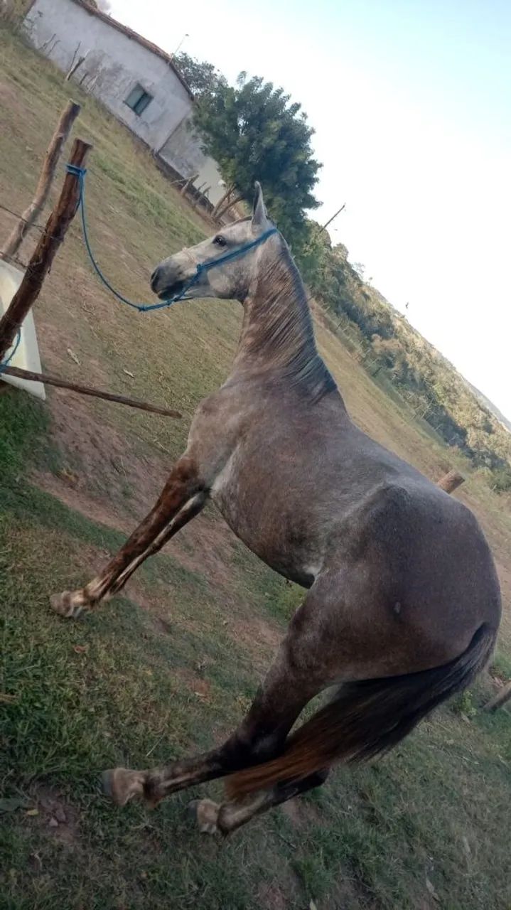 Vendo porda  - Foto 3