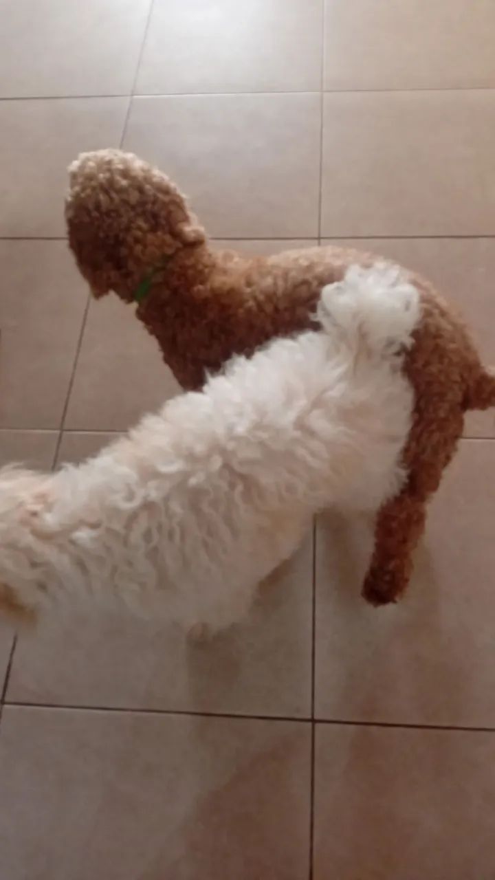 Cachorrinho poodle  - Foto 2