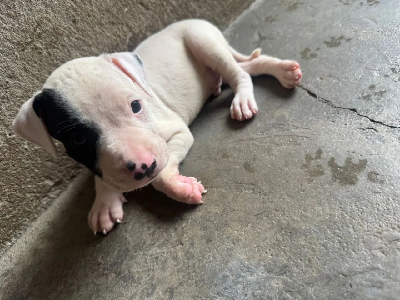 Cachorro  - Foto 2
