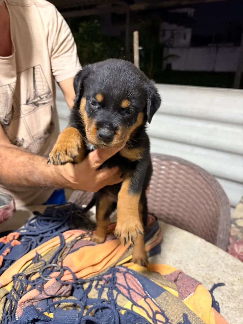 Rottweiler - Foto 2