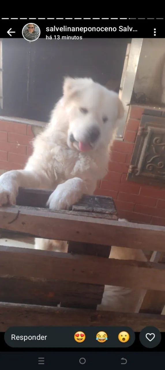 Cachorro  - Foto 2