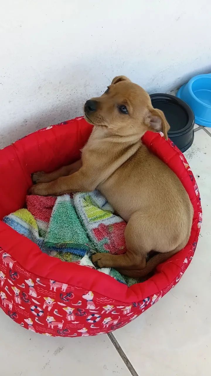 Doação  - Foto 4