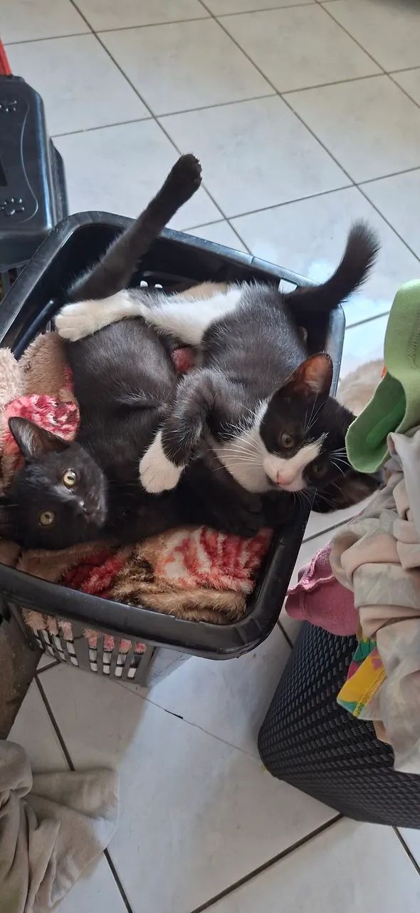 Gatinhos 