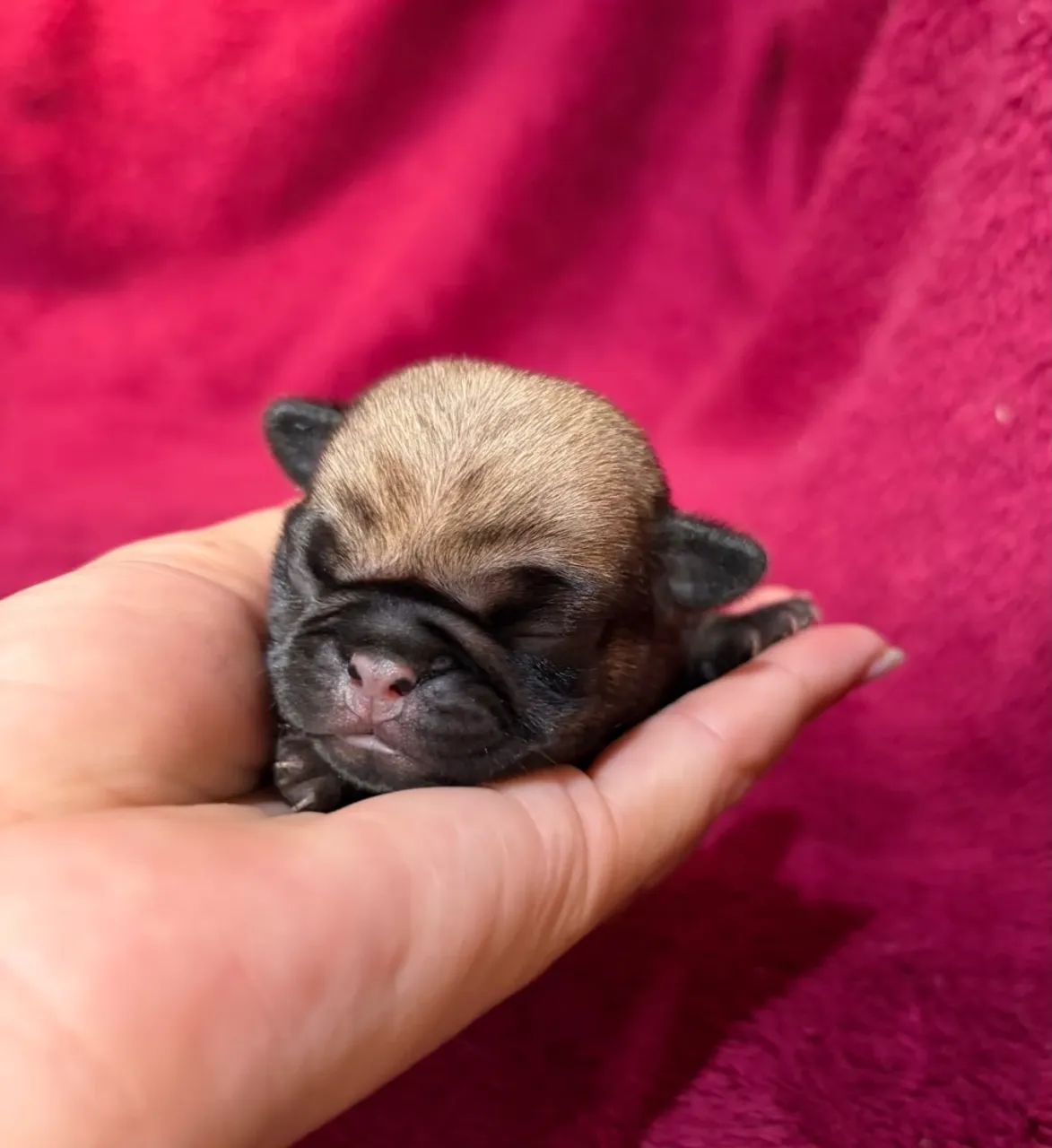 Pug  - Foto 3