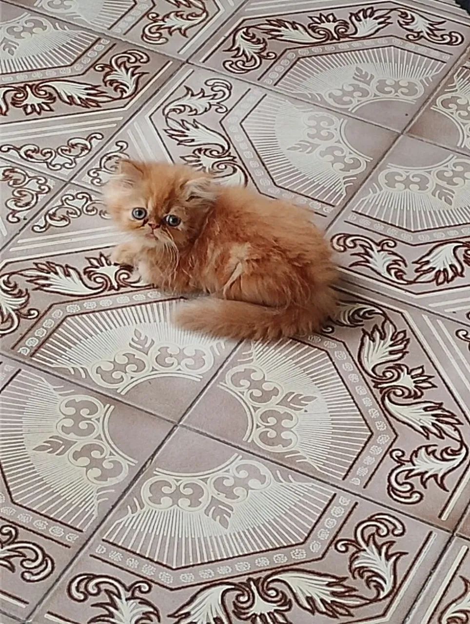 Filhote gato persa64993722414337123