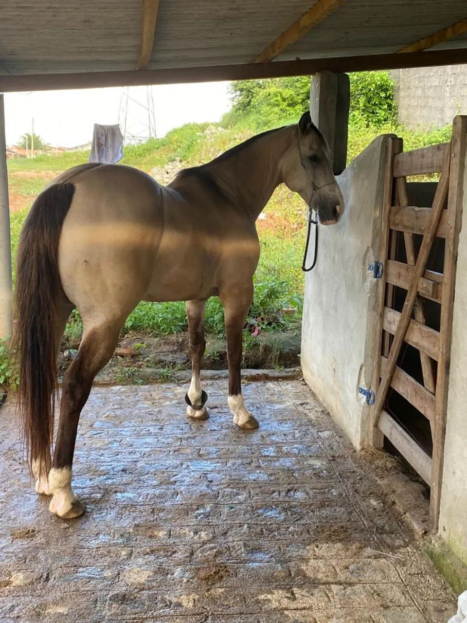 Cavalo Baio - Foto 2