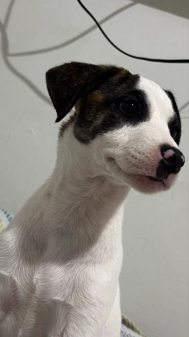 Doção adoção  - Foto 3