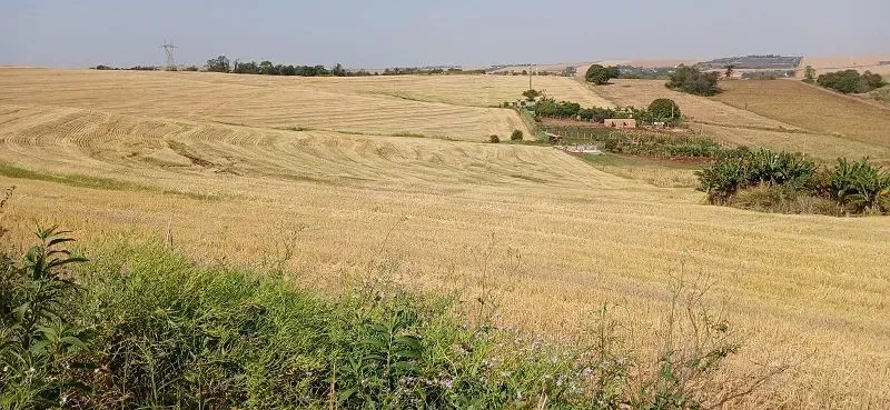 TERRA ROXA - Área Rural 4 Alqueires - Foto 2
