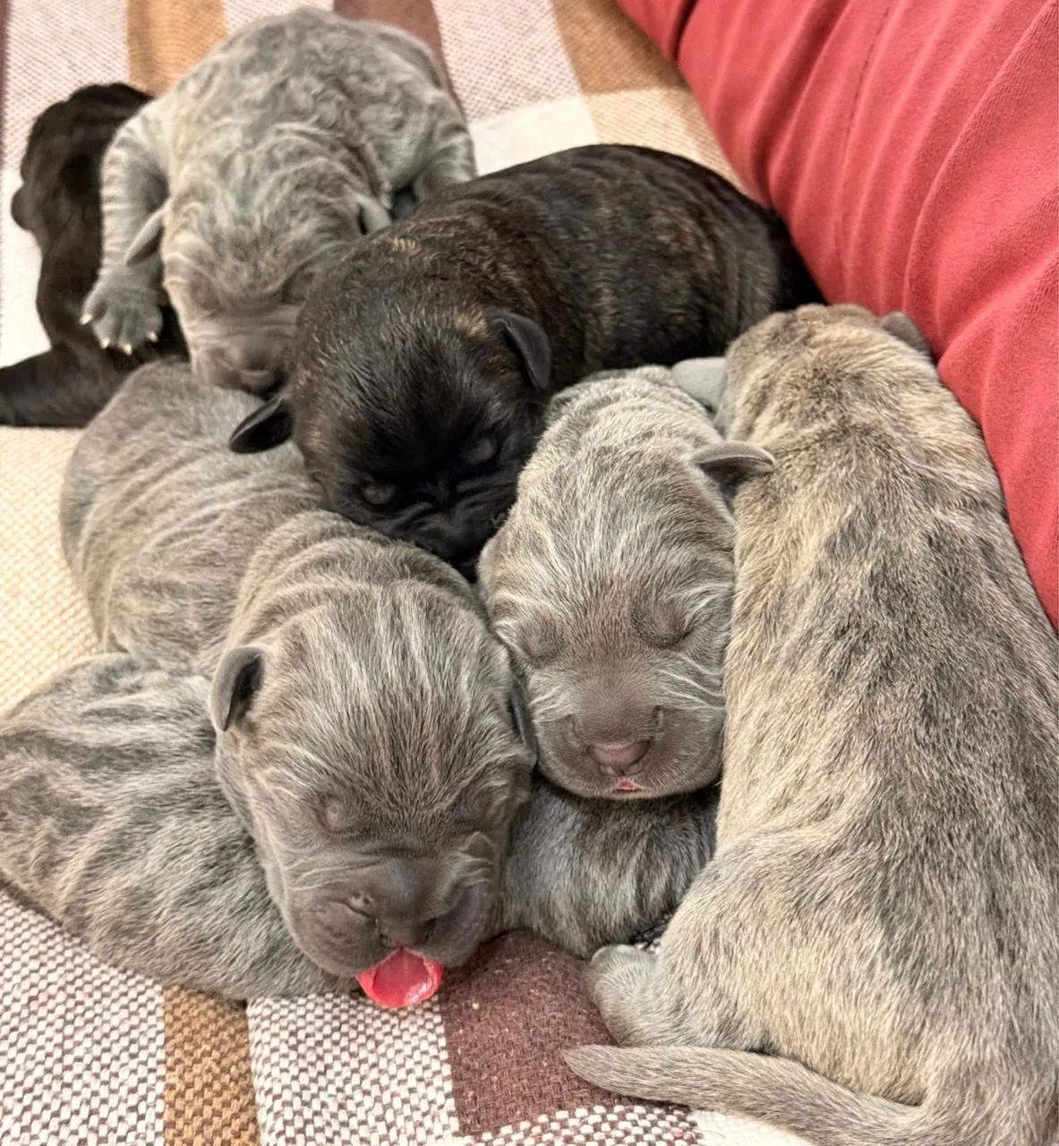 ?Filhotes de Cane Corso Italiano com pedigree CBKC e linguagem comprovada? - Foto 6