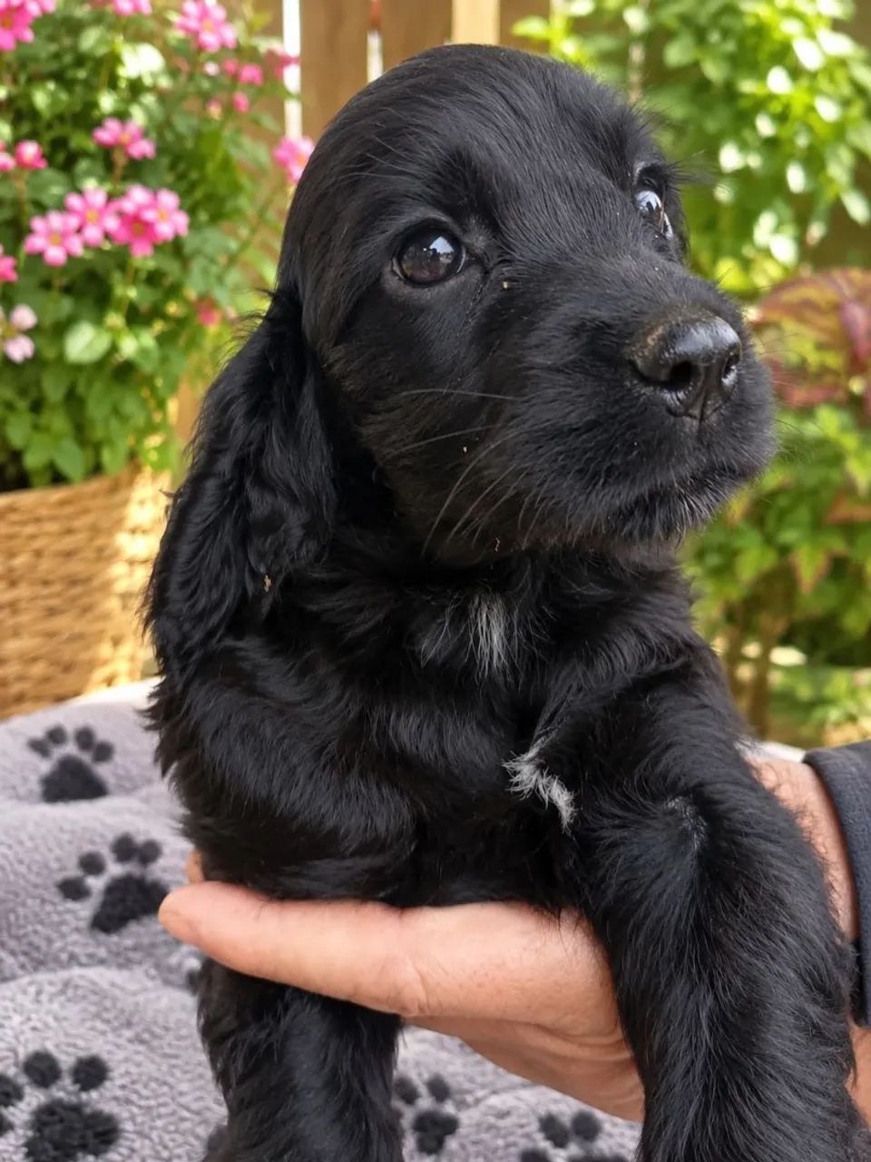 Filhotes de cocker spaniel inglês machinhos  - Foto 2