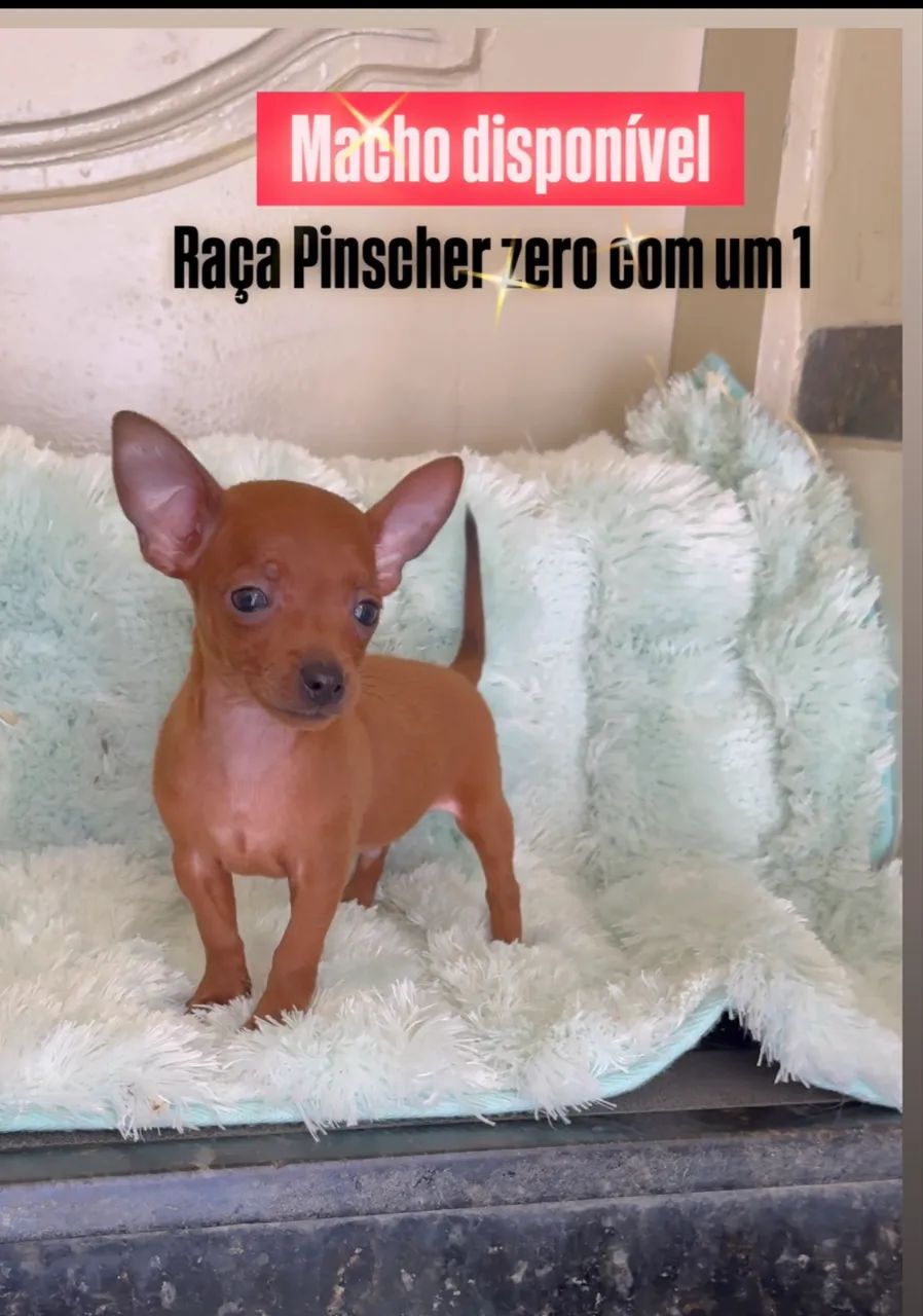 Cachorro 