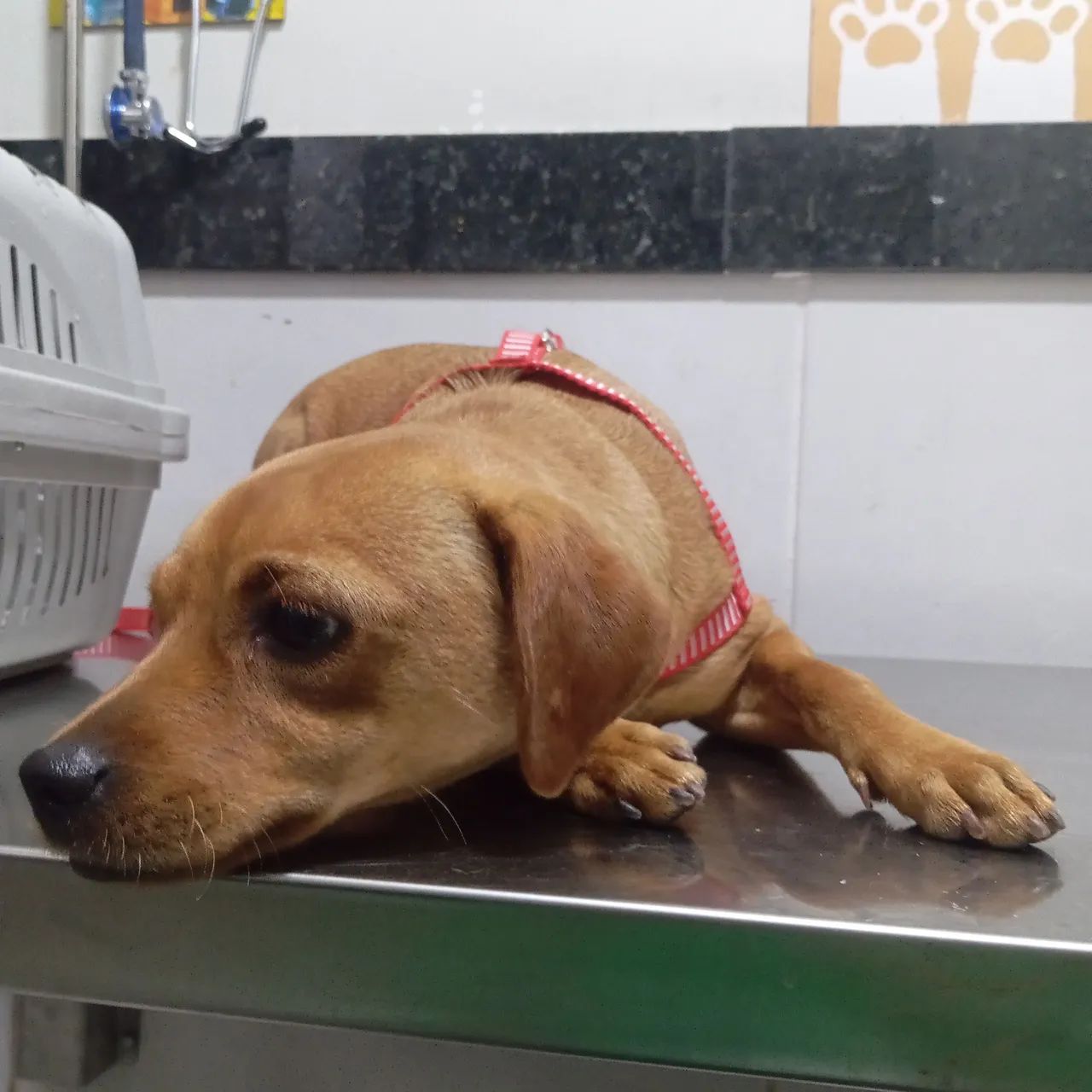 Doação responsável  - Foto 5