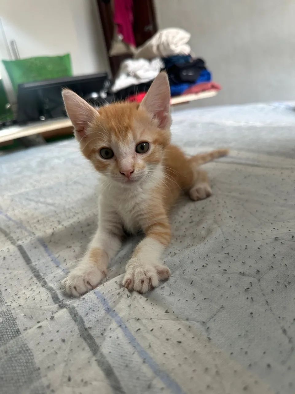 Gatinho laranja