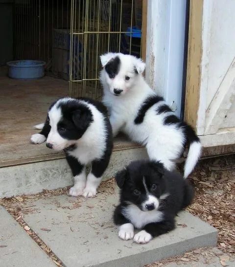 Border collie- filhote com 53 dias - assistência ver
