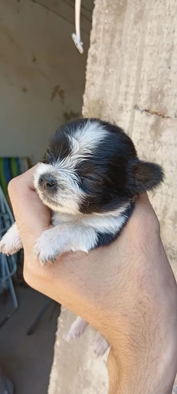 LINDOS FILHOTES DE SHIHTZU - Foto 5
