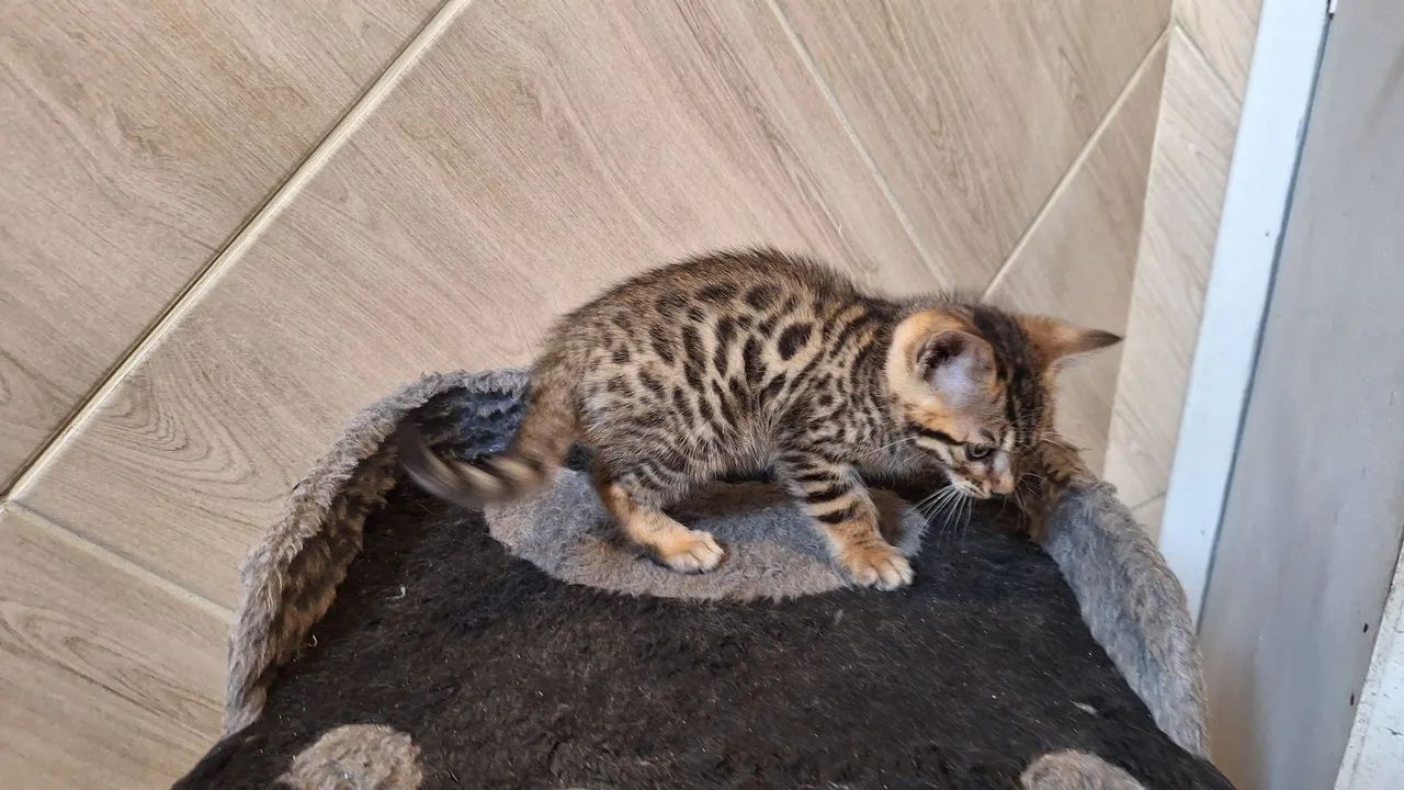 Bengal Cat   - Foto 5