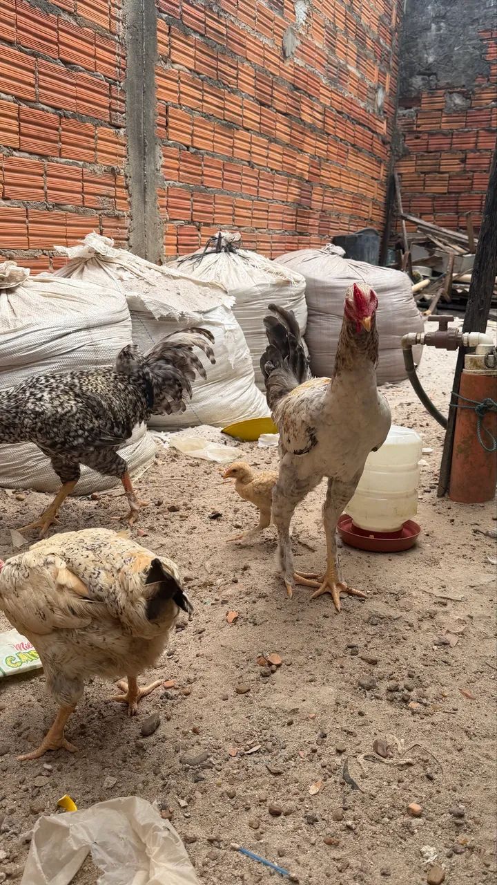 Vendo frango  - Foto 2