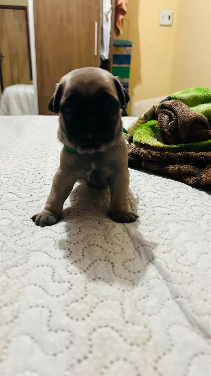 Pug - Foto 2