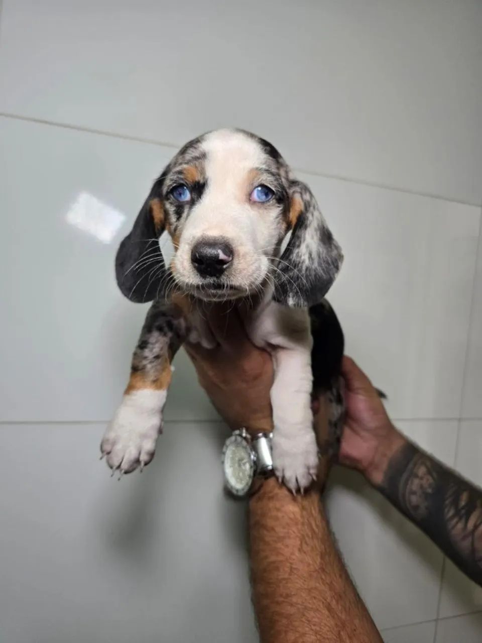 Dachshund de excelente procedência
