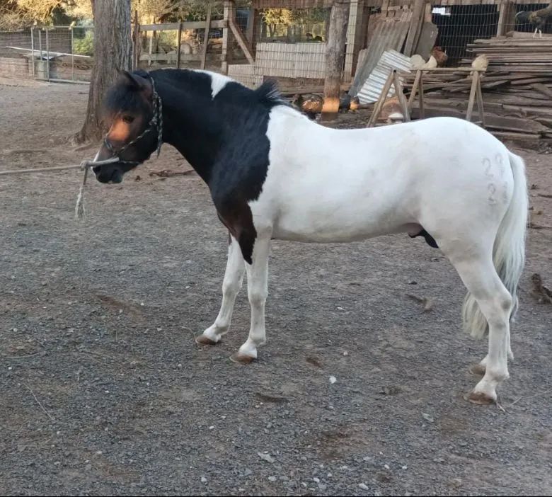 Vendo Pônei Tubiano lindo, lindo e muito mansinho.ponei tem  6 meses  perfeito para pet  - Foto 3
