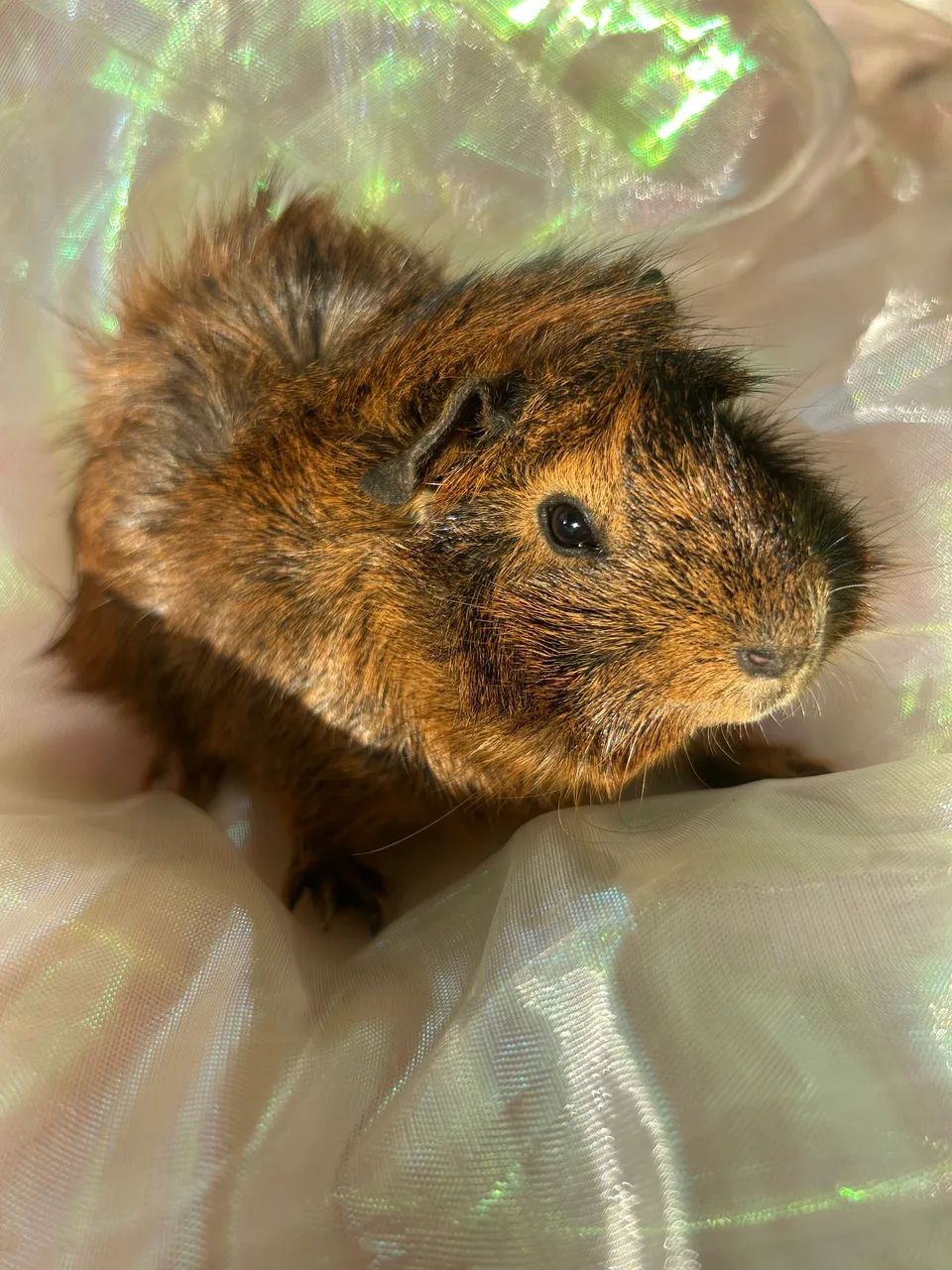 Porquinhos da Índia  - Foto 3