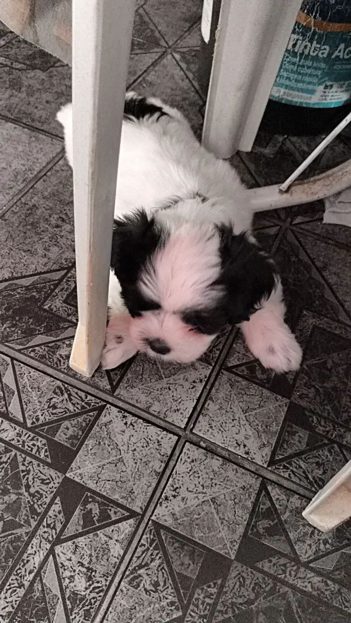 Cachorro chitzu  - Foto 3