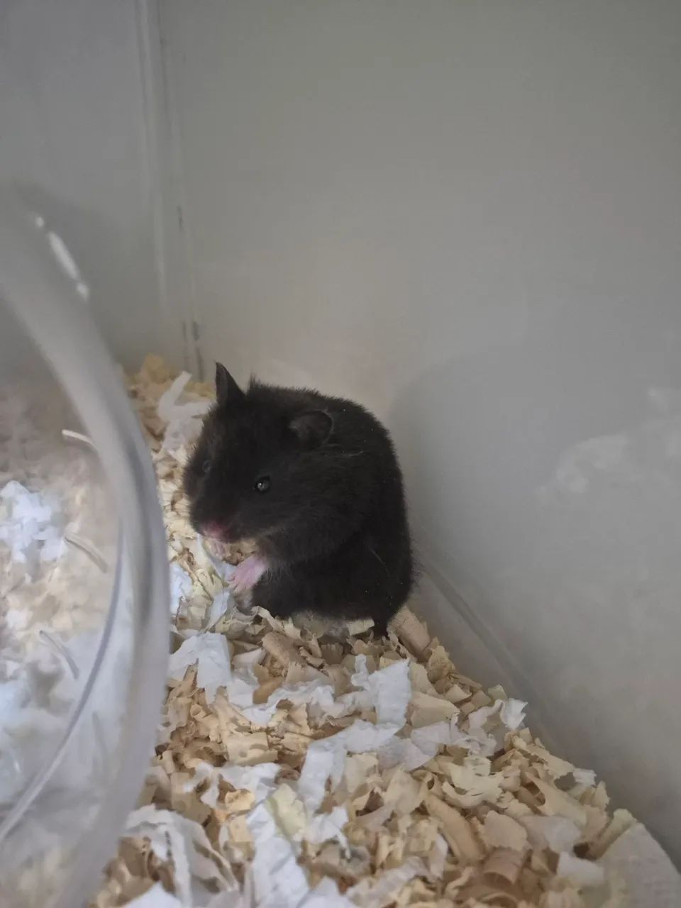 Hamster 