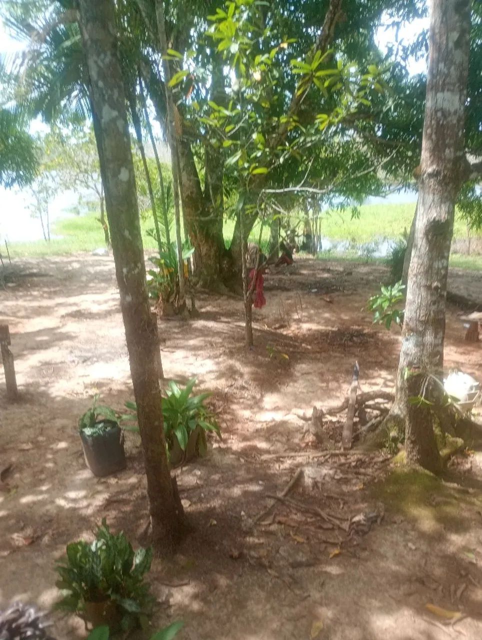 Sítio  no interior do carreiro castanho   vendo  e troco  - Foto 3