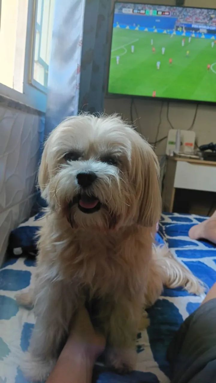 Fêmea shitzu quer cruzar 