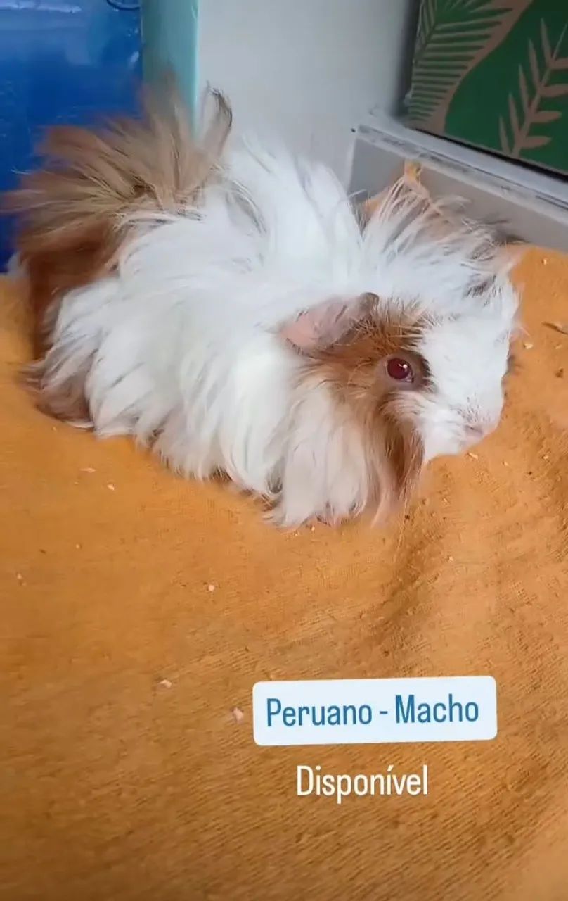 Porquinhos da india PERUNOS e ALPACAS