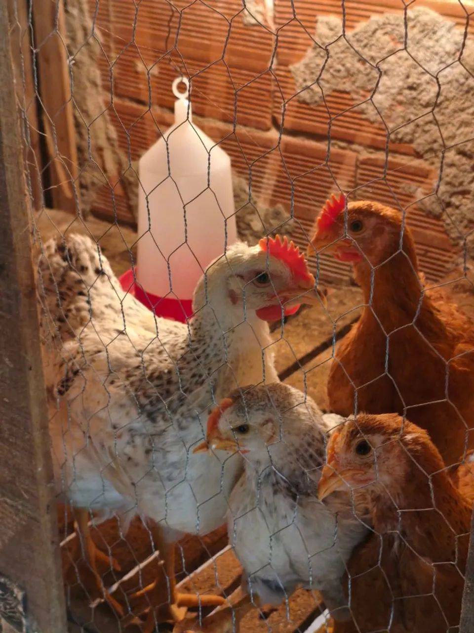Vendo frango e franguinhos - Foto 4